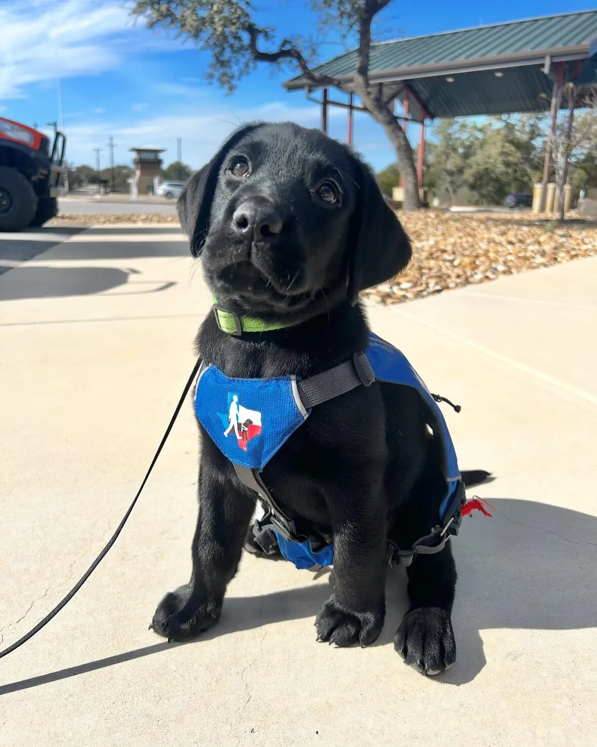 Black lab puppy in service vest looking at camera
